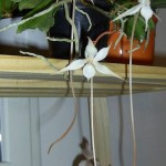 Les Aerangis, des orchidées malgaches